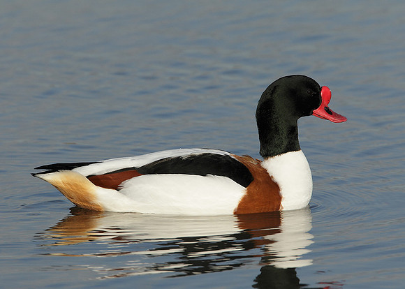 Shelduck Tadorna tadorna