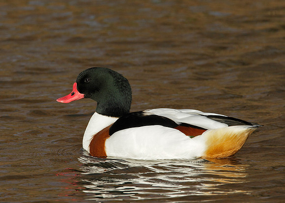 Shelduck Tadorna tadorna