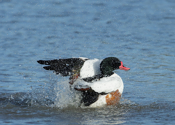 Shelduck Tadorna tadorna