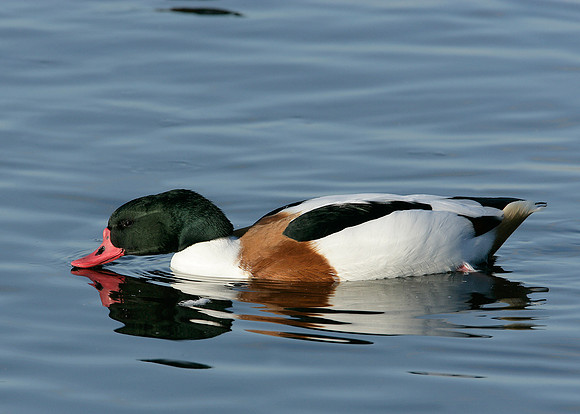 Shelduck Tadorna tadorna