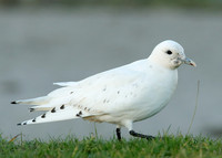 Ivory Gull Pagophila eburnea