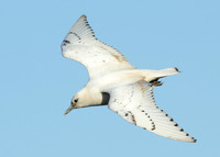Ivory Gull Pagophila eburnea
