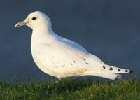 Ivory Gull Pagophila eburnea