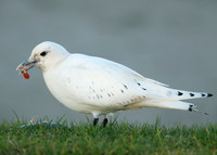Ivory Gull Pagophila eburnea