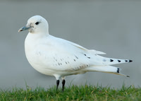 Skuas, Gulls & Terns