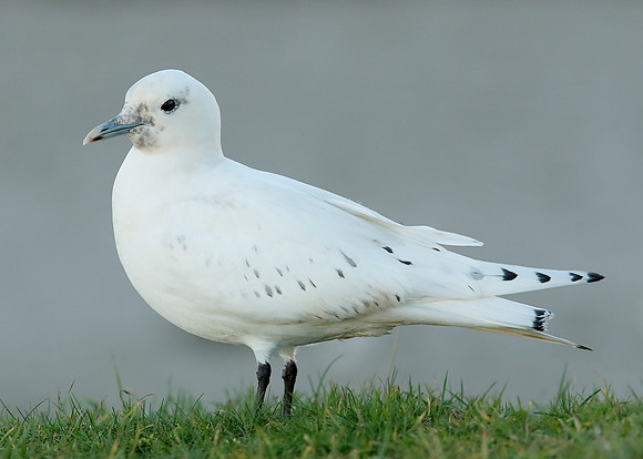 Ivory Gull Pagophila eburnea