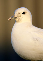 Ivory Gull Pagophila eburnea