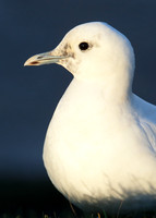 Ivory Gull Pagophila eburnea