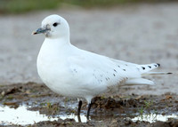 Ivory Gull Pagophila eburnea