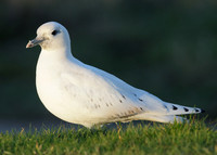 Ivory Gull Pagophila eburnea