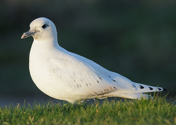 Ivory Gull Pagophila eburnea