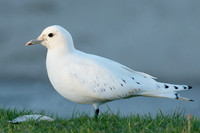Ivory Gull Pagophila eburnea