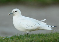 Ivory Gull Pagophila eburnea