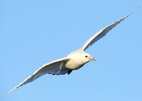Ivory Gull Pagophila eburnea