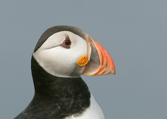 Puffin Fratercula arctica