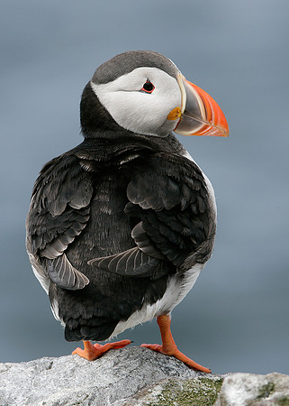 Puffin Fratercula arctica