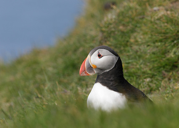 Puffin Fratercula arctica