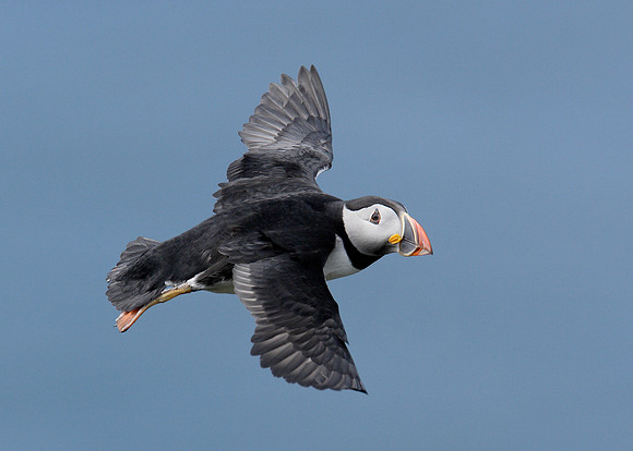 Puffin Fratercula arctica