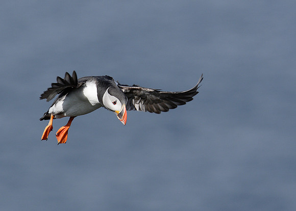 Puffin Fratercula arctica