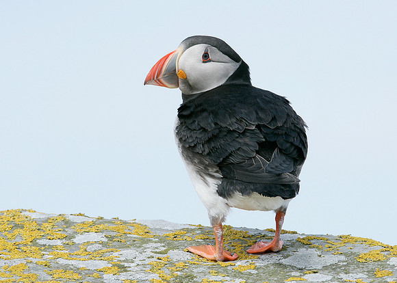 Puffin Fratercula arctica
