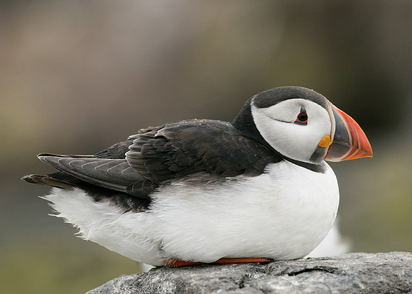 Puffin Fratercula arctica
