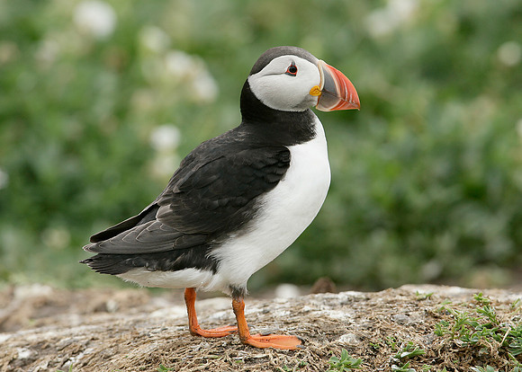 Puffin Fratercula arctica