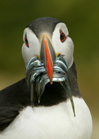 Puffin Fratercula arctica
