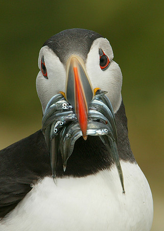 Puffin Fratercula arctica