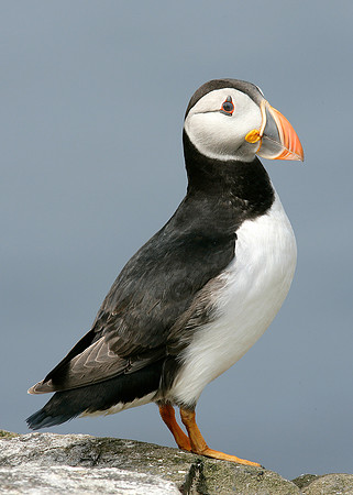 Puffin Fratercula arctica