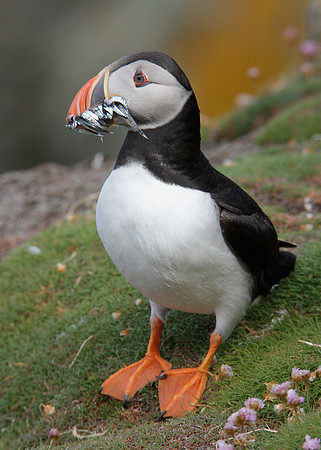Puffin Fratercula arctica