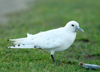 Ivory Gull Pagophila eburnea