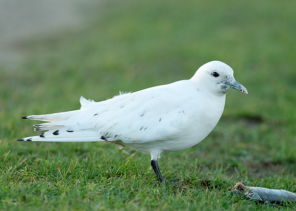 Ivory Gull Pagophila eburnea