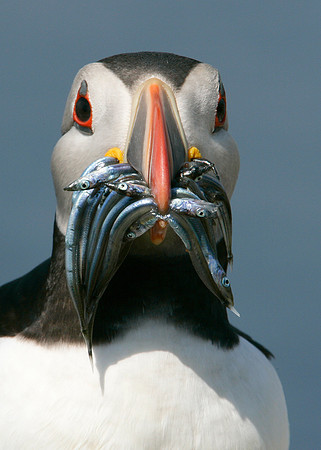 Puffin Fratercula arctica