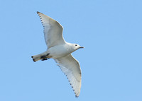 Ivory Gull Pagophila eburnea