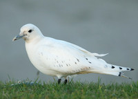 Ivory Gull Pagophila eburnea