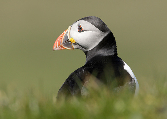 Puffin Fratercula arctica