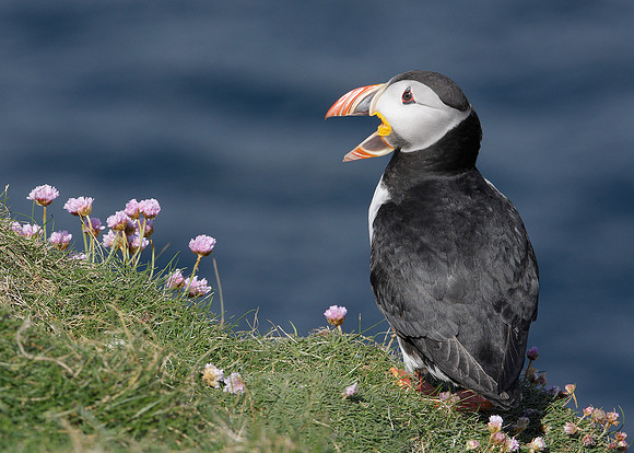Puffin Fratercula arctica
