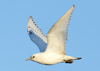 Ivory Gull Pagophila eburnea