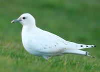 Ivory Gull Pagophila eburnea
