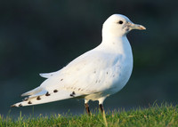 Ivory Gull Pagophila eburnea