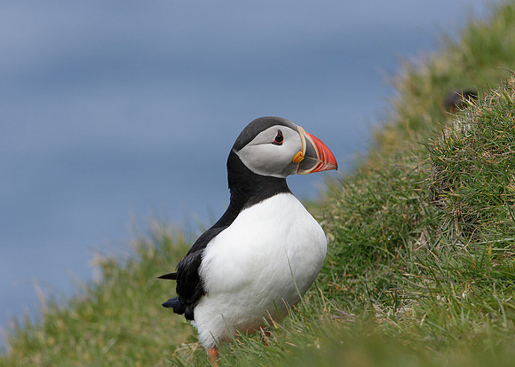 Puffin Fratercula arctica