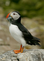 Puffin Fratercula arctica