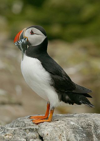 Puffin Fratercula arctica