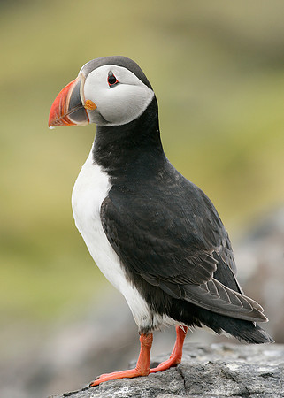 Puffin Fratercula arctica