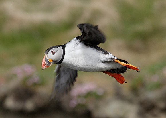 Puffin Fratercula arctica