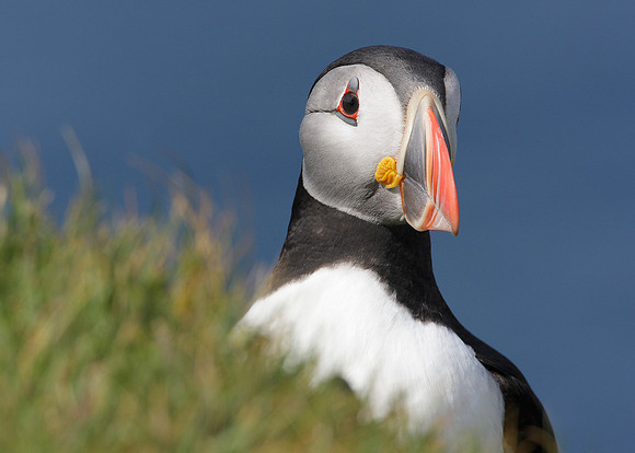 Puffin Fratercula arctica