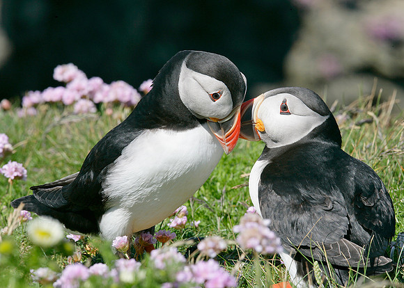 Puffin Fratercula arctica