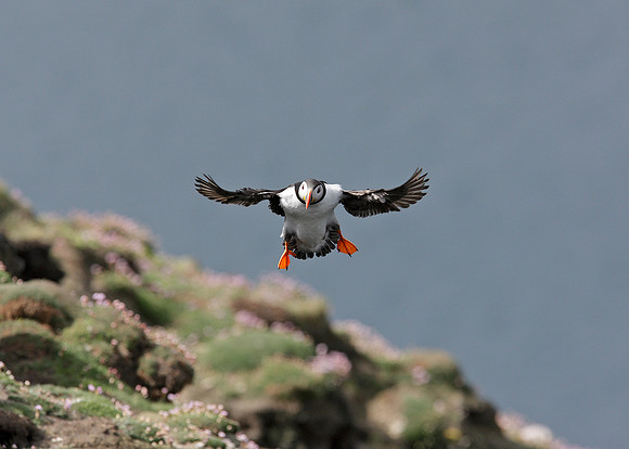 Puffin Fratercula arctica