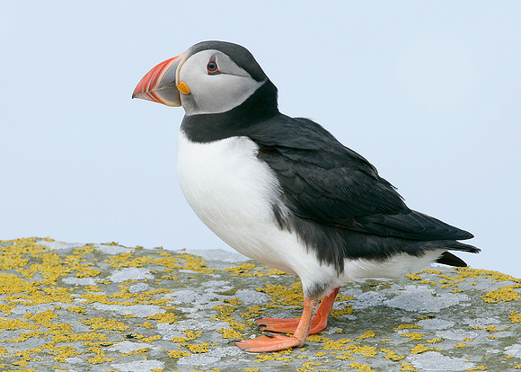 Puffin Fratercula arctica