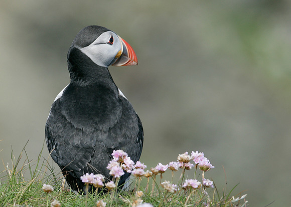 Puffin Fratercula arctica